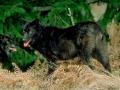 Loup 010